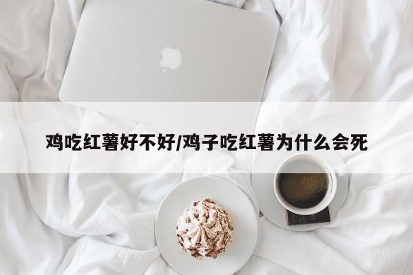 鸡吃红薯好不好/鸡子吃红薯为什么会死